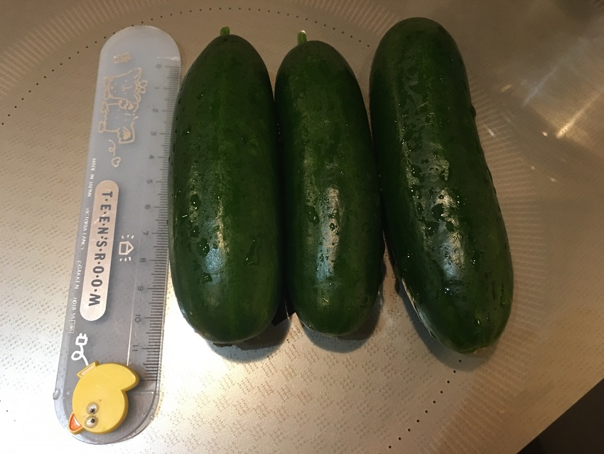 １０cmの大きさになったらＯＫ...