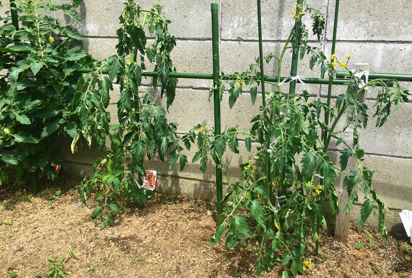 根腐れしたためかトマトが2本 ...