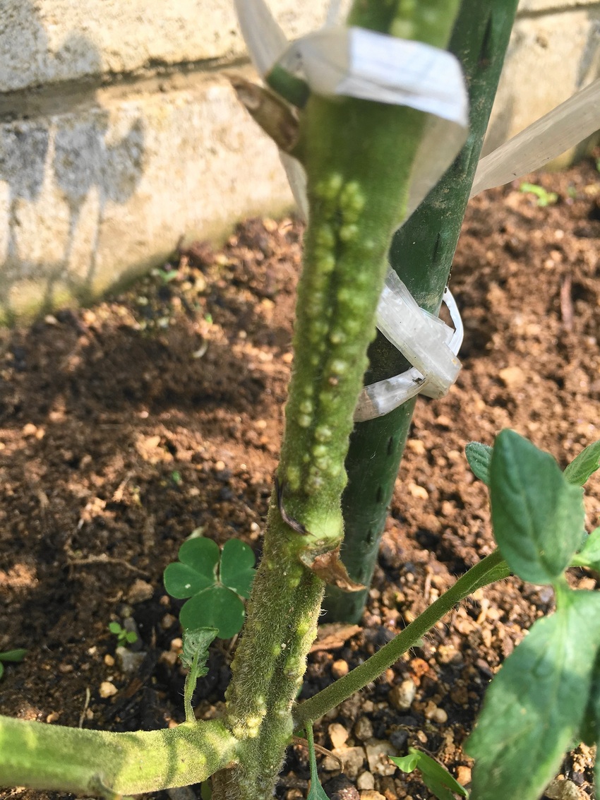 弱ってるトマトの茎を見たら ビ...