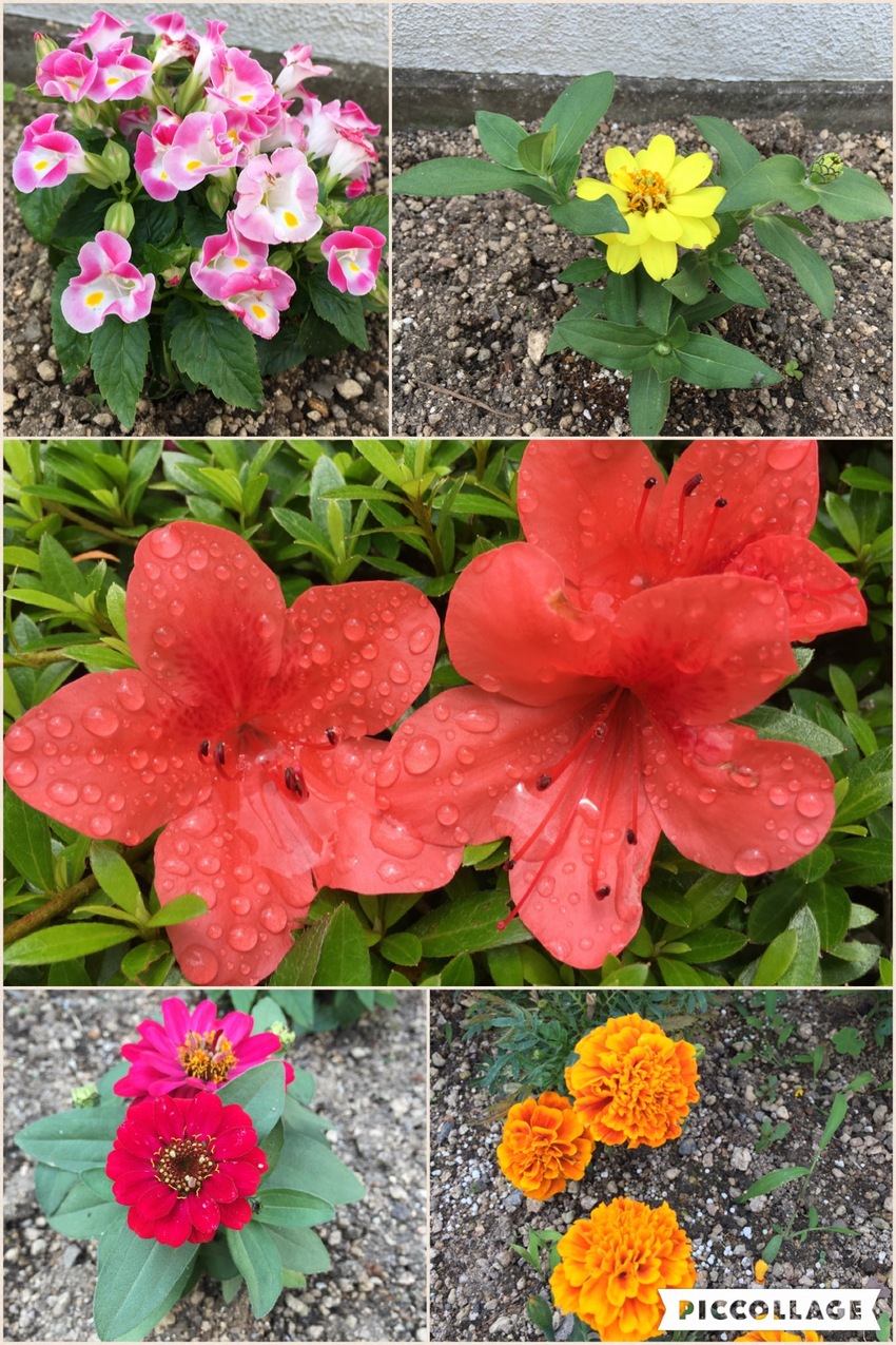 庭の花
