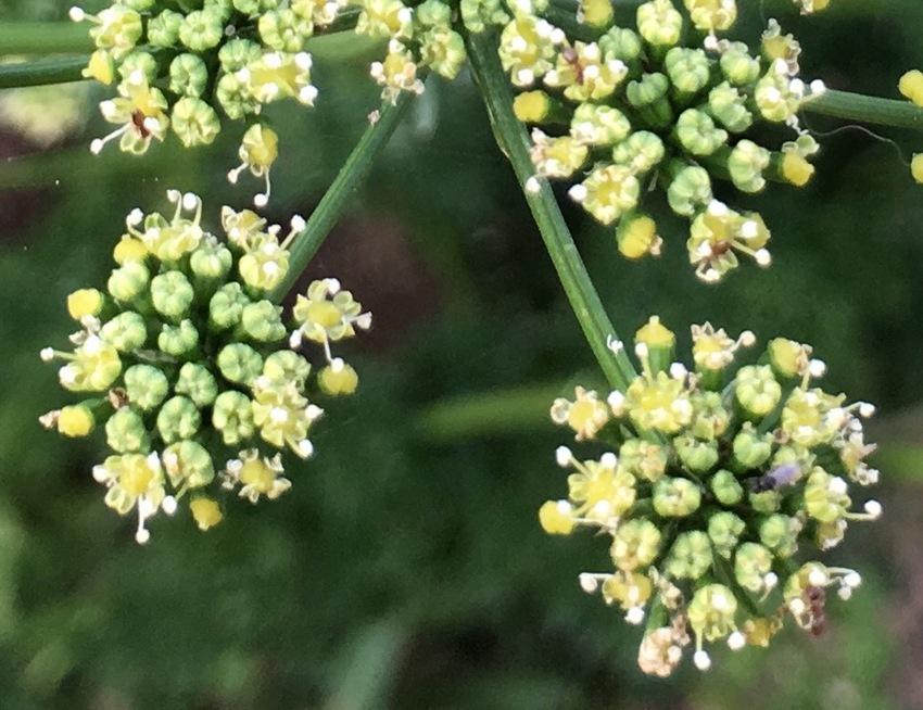 パセリの花　（●＾o＾●）