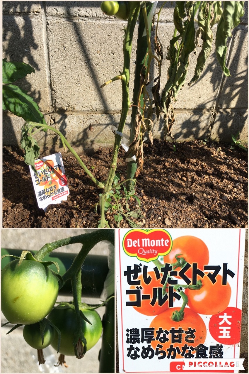 大玉トマトなのに こんな小さな...