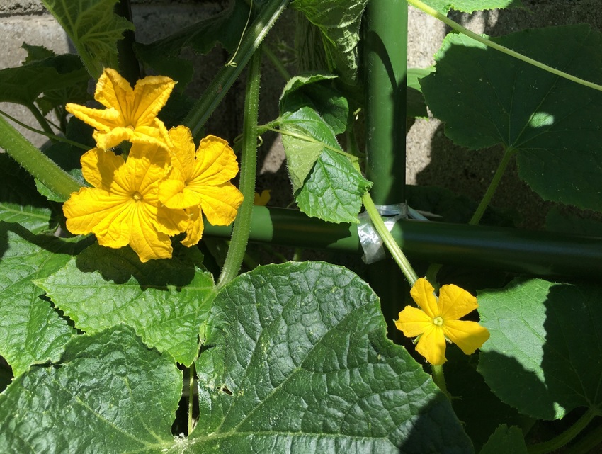 胡瓜のお花です！
