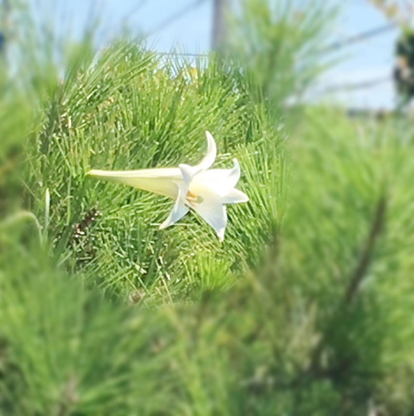 せいたかのっぽの「ゆり」