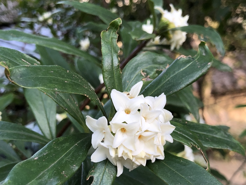 ジンチョウゲ(沈丁花) 四国村