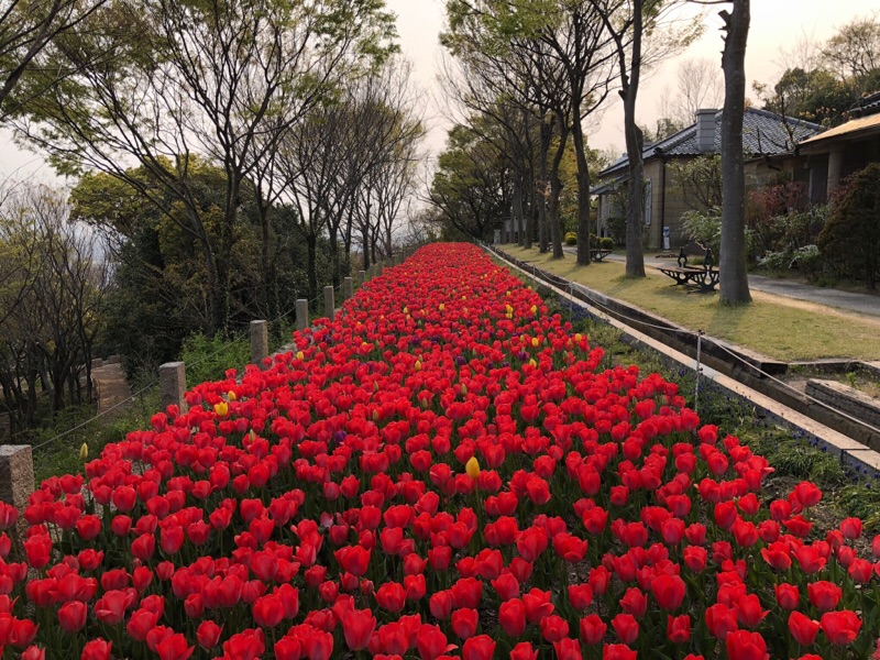 7日に行きました。 紫や黄色も...