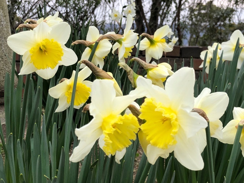 お花の大きな水仙ですね！