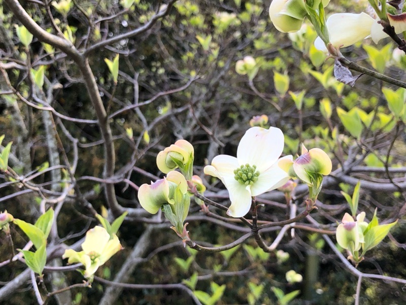 この花は何でしょうか？