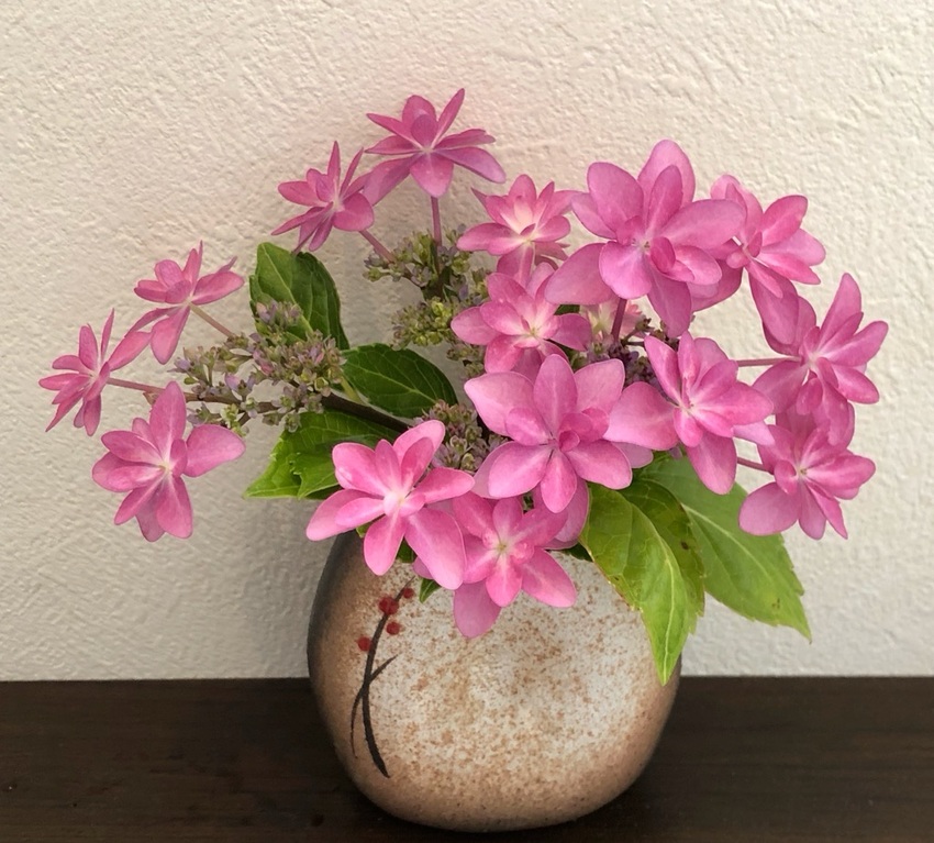 今日 日傘をさしてコミュニティ...