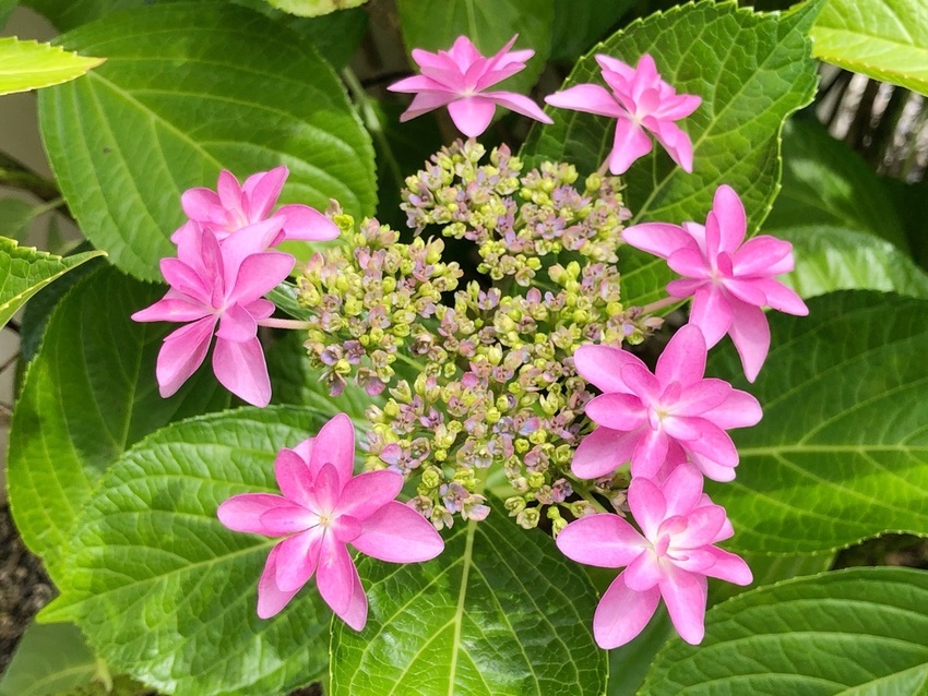 紫陽花