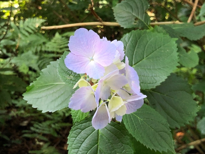 粟井神社 紫陽花