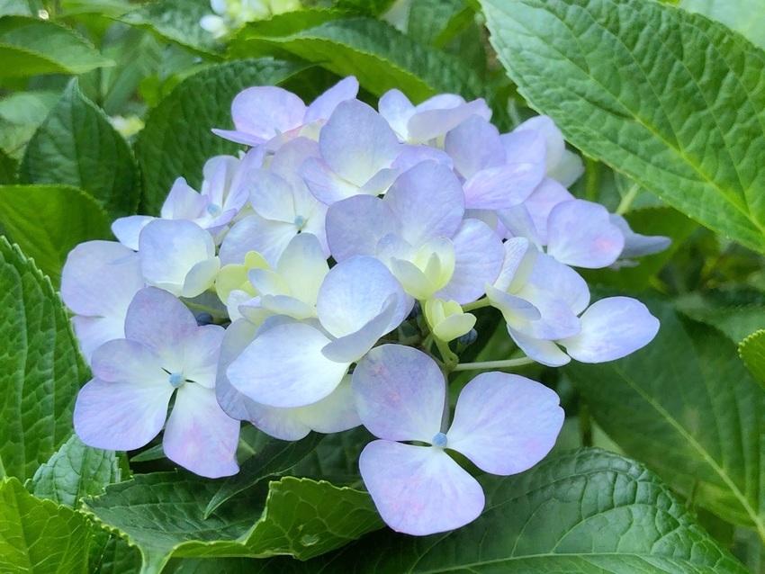 四国村の紫陽花