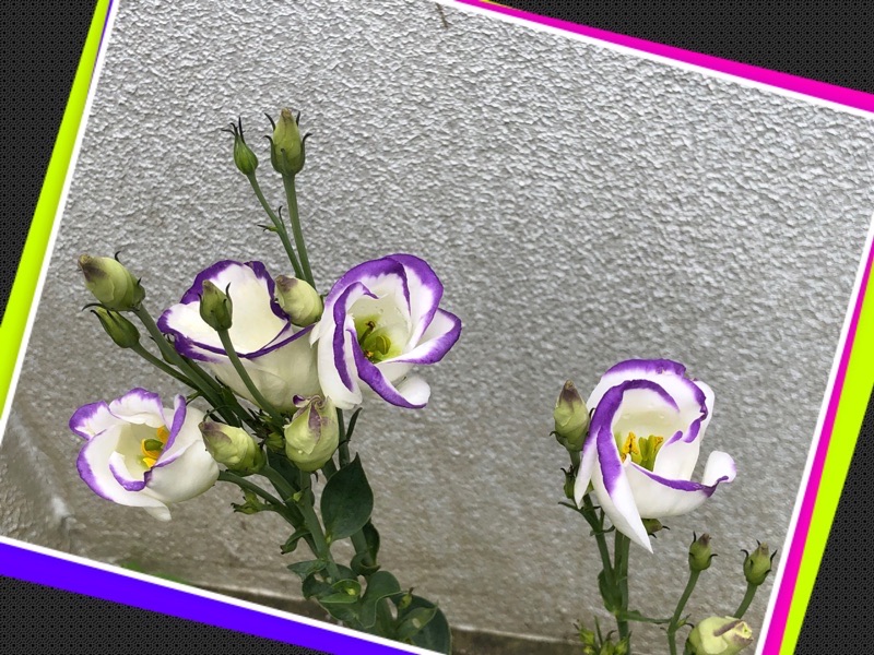 待ちかねた紫色が咲いたのですが...