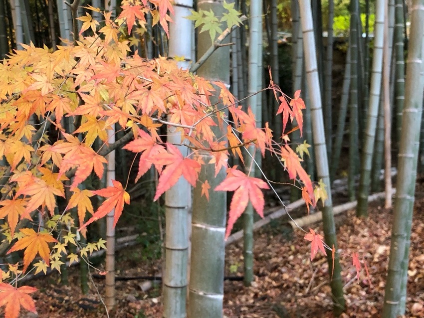 昨日・今日と お散歩に行きまし...
