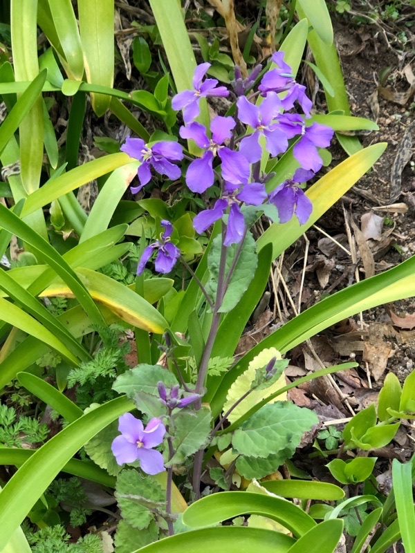 四国村で咲いてたこのお花は何な...