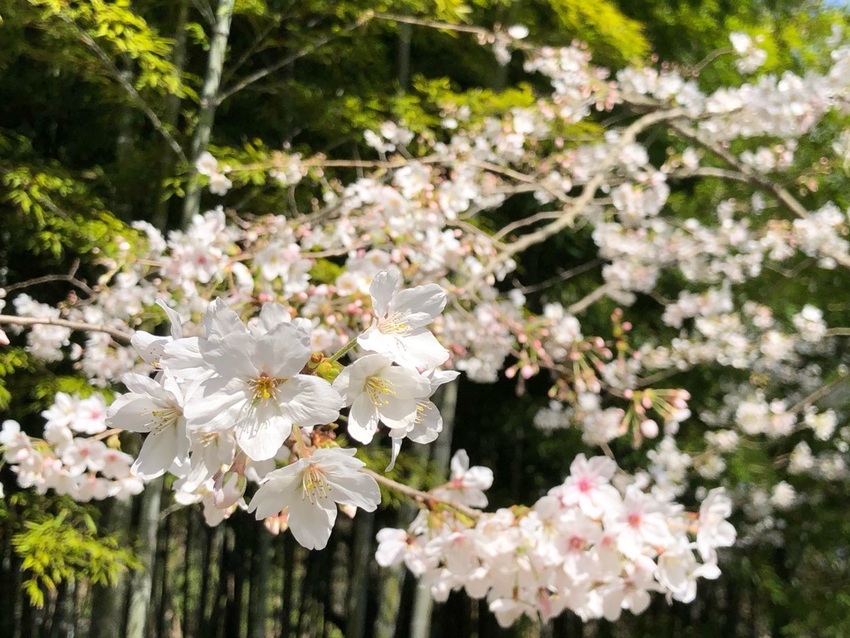 桜もどんどん開花!