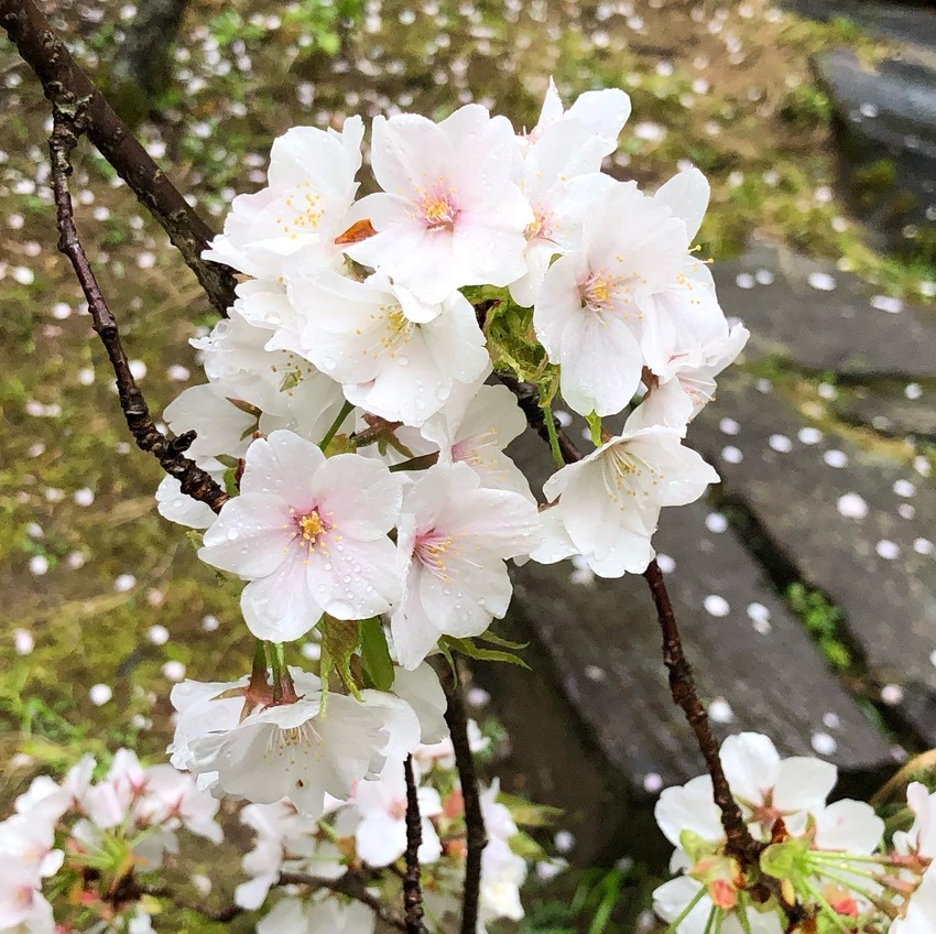 花の雨【はなのあめ】とは 桜の...