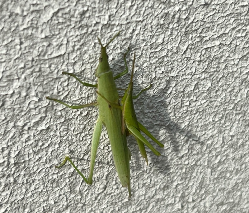お花の植え替えしてたら 登場！...