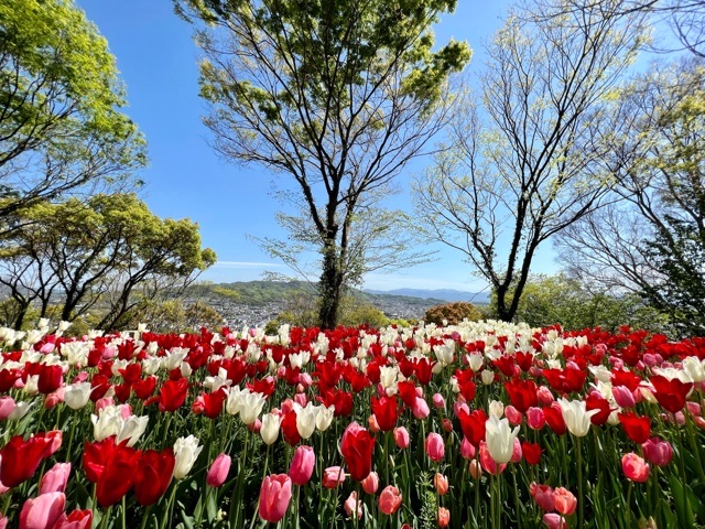 ４月１６日に撮影 ピークです！...
