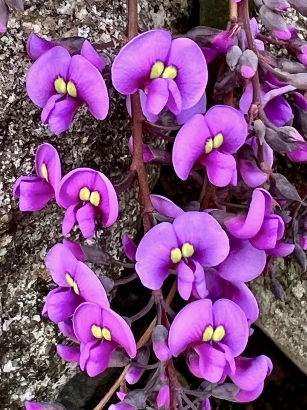 花径は1cmぐらいの可愛いお花...