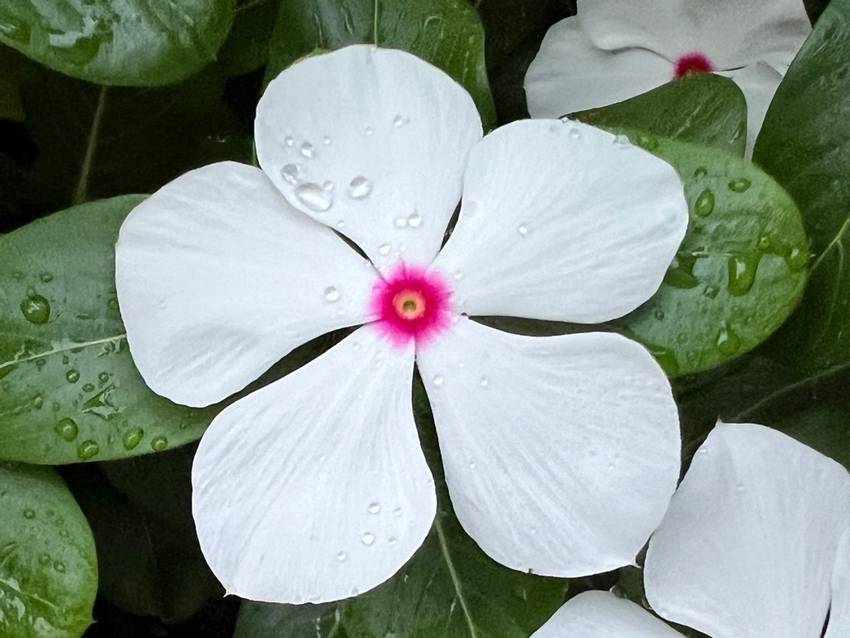 可愛いお花です！ ｡.:♪*:...