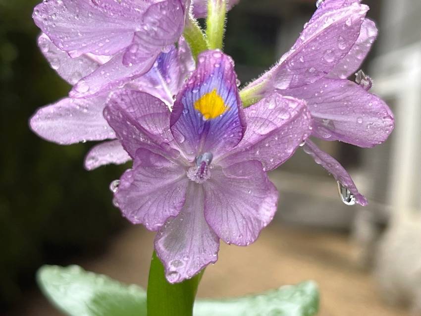 お花咲きました！ ｡.:♪*:...