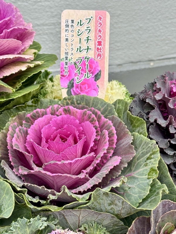 葉ボタンがこんなにたくさん種類...