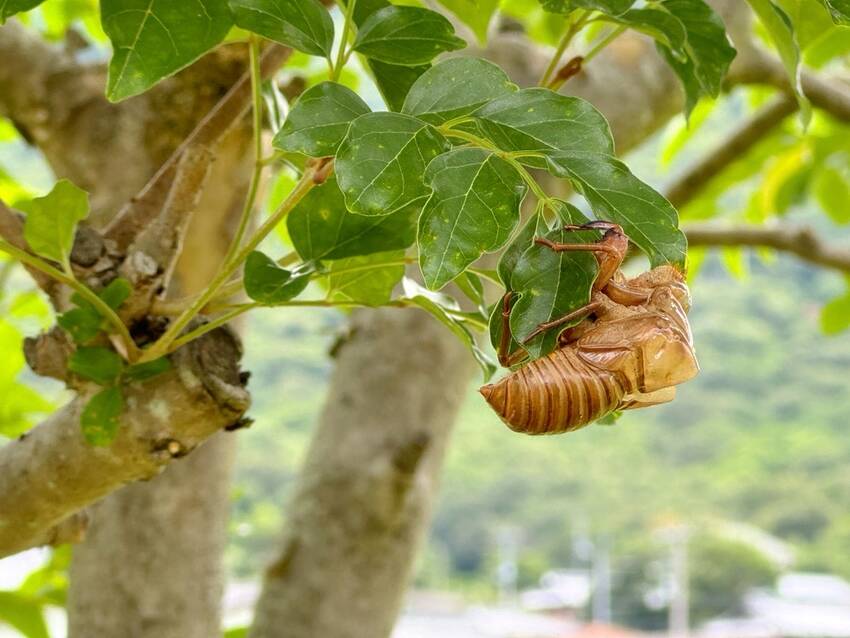 発見！ ｡.:♪*:･'(*⌒...