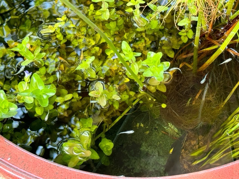 元気よく泳いでました！ ｡.:...