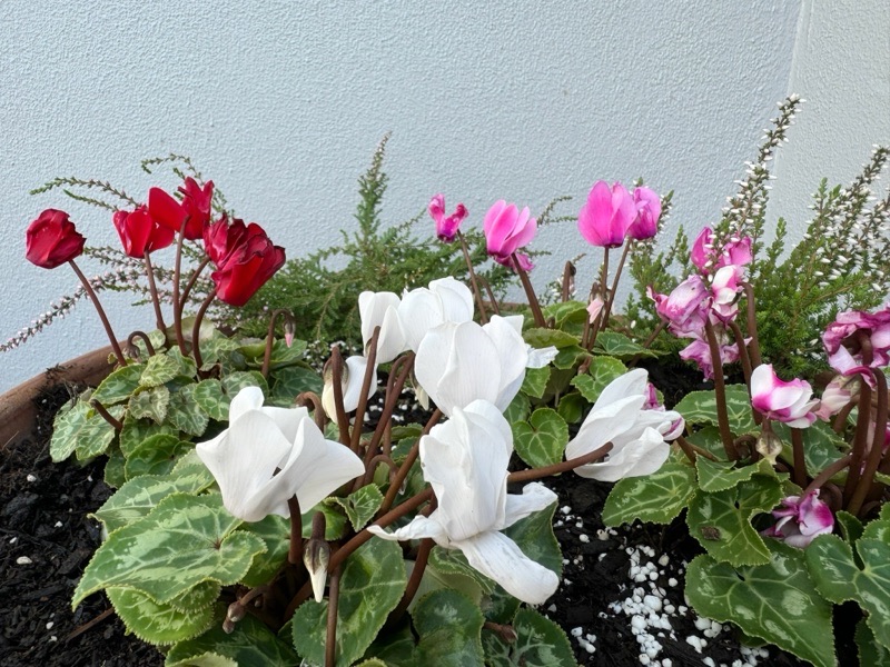 植えました！ ｡.:♪*:･'...