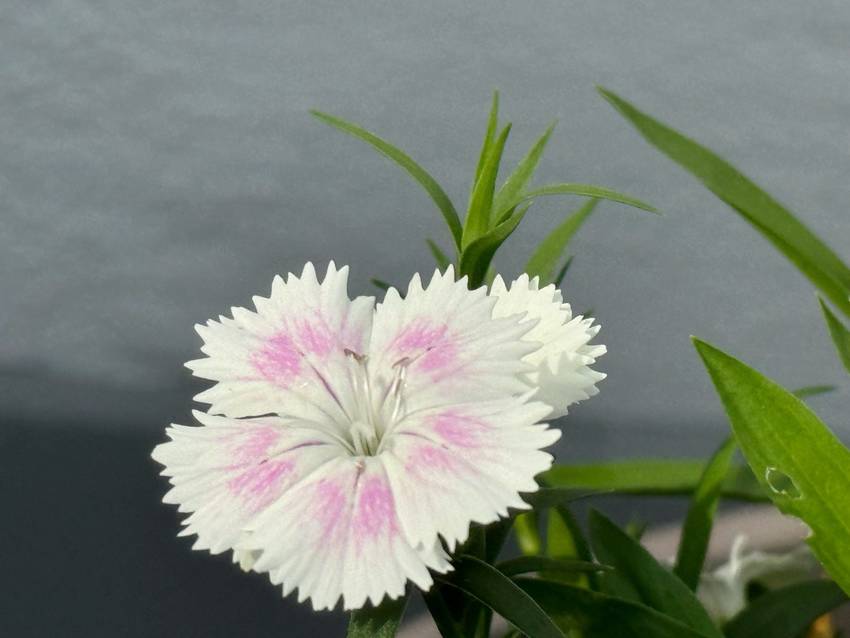 植えました！ ｡.:♪*:･'...