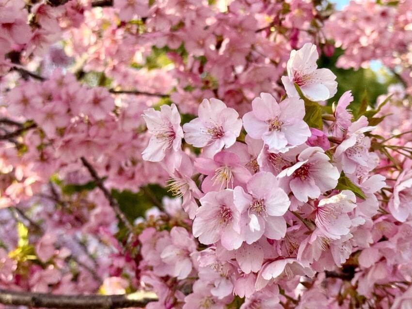 高松市春日町の春日神社に咲いて...