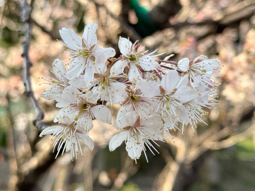 お花が もう終わりかけてます！...