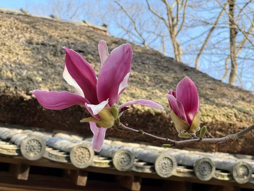 咲いてます！ ｡.:♪*:･'...
