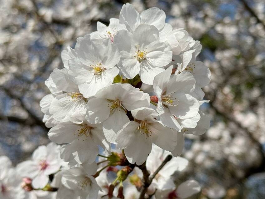 桜・桜・桜