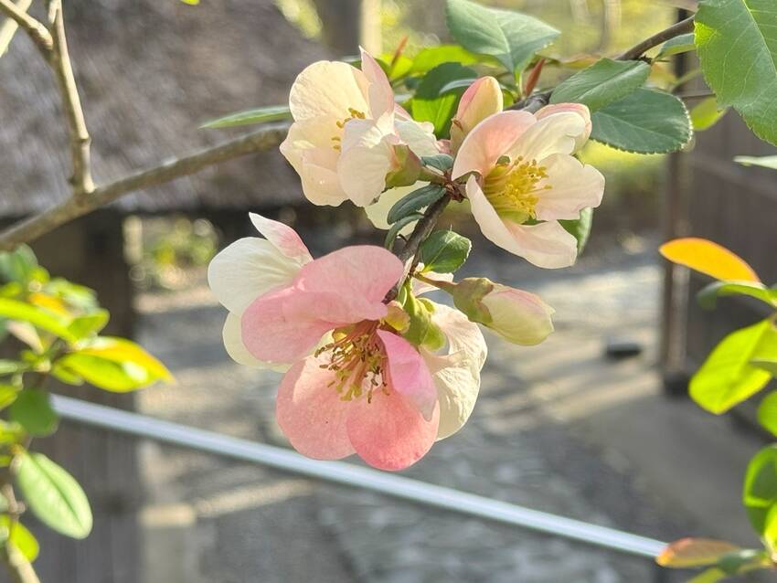咲いてます！ ｡.:♪*:･'...