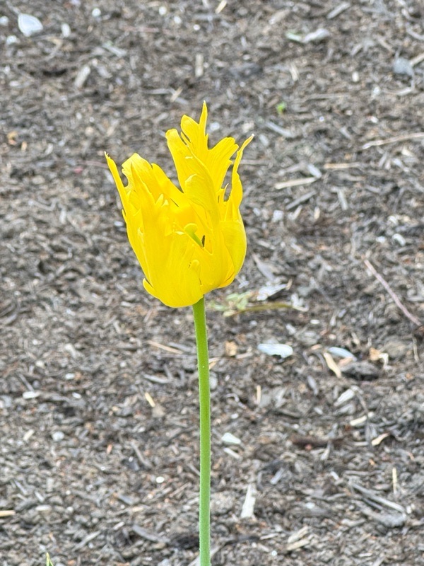 四国村の紫陽花の中に一株咲いて...
