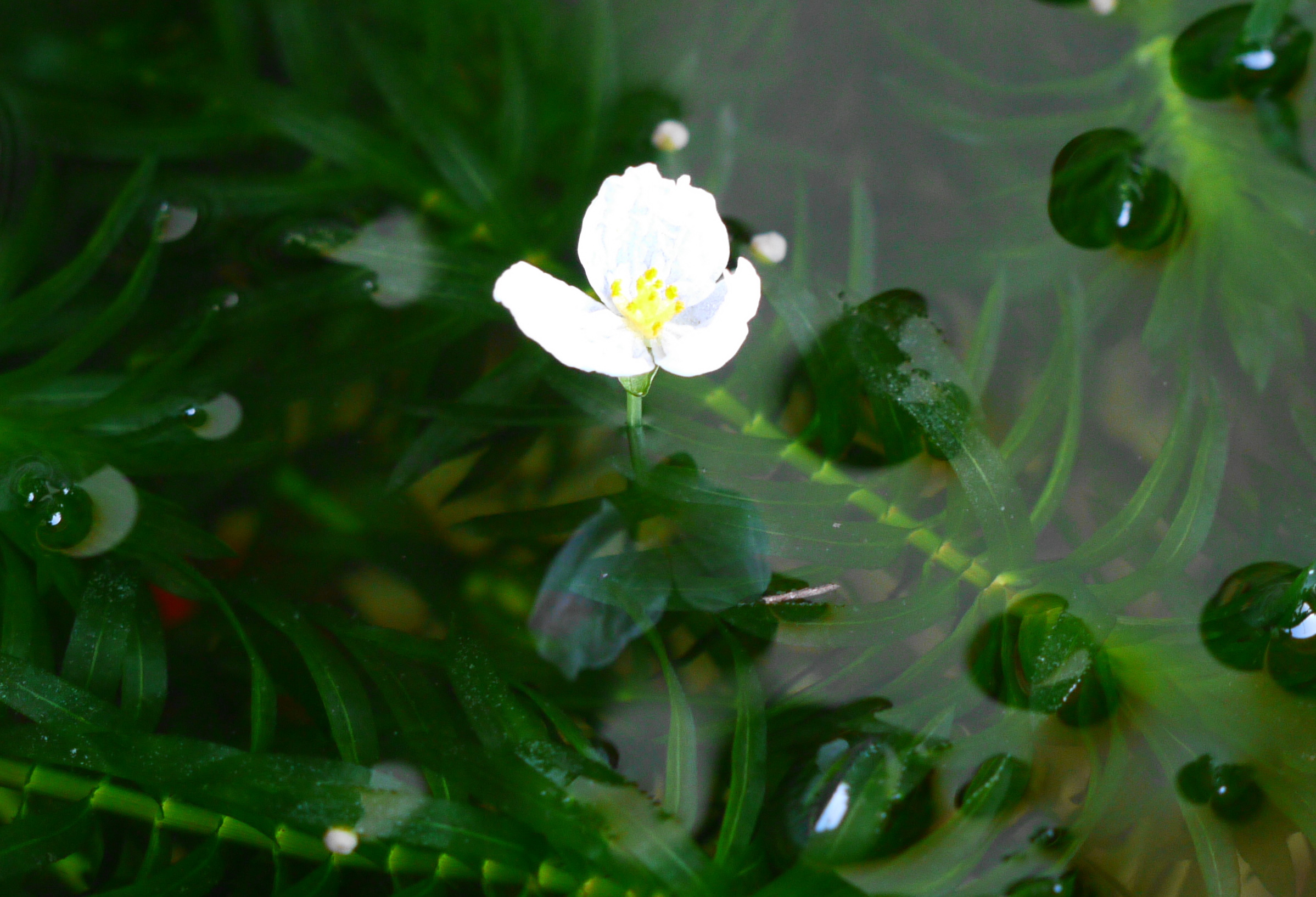 水草の花 O アナカリス エンジェルライフ 高松 Bloguru