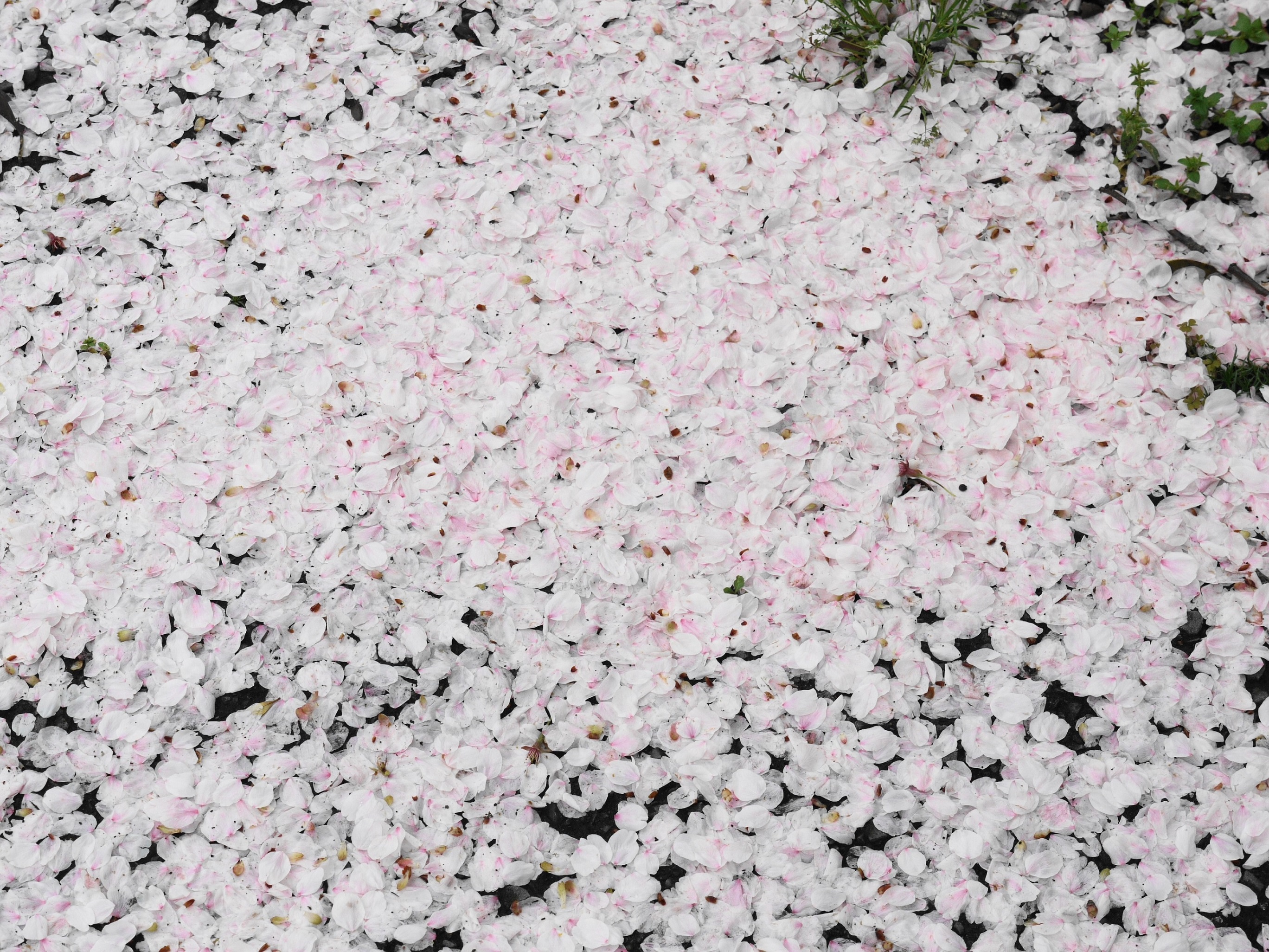 桜の花びら エンジェルライフ 高松 Bloguru