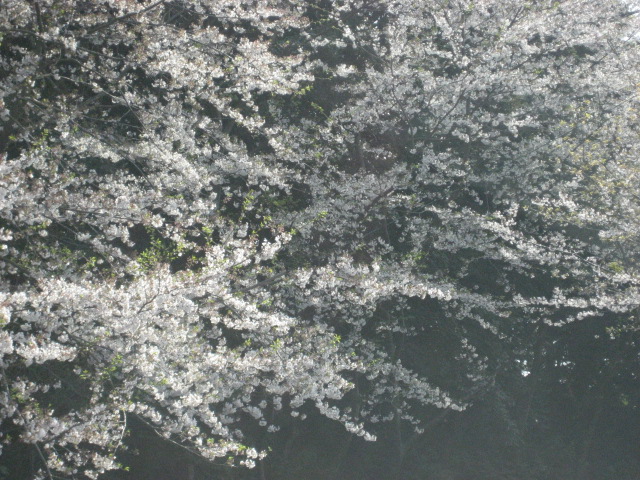 ◇◇◇桜物語◇◇◇　　◆追章 ...
