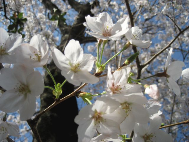 ◇◇◇桜物語◇◇◇　　◆追章 ...