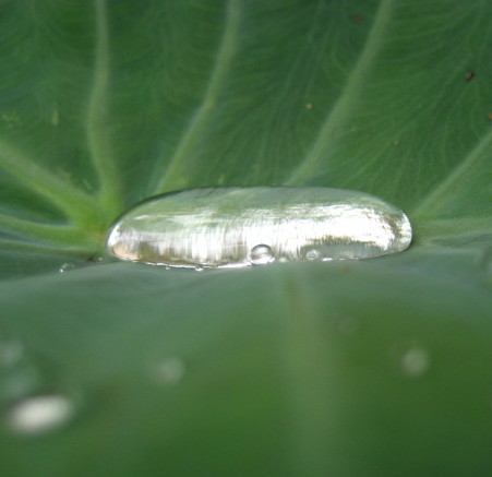 雨からの贈り物。