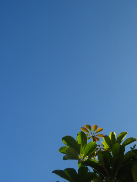 満ち足りた青空。