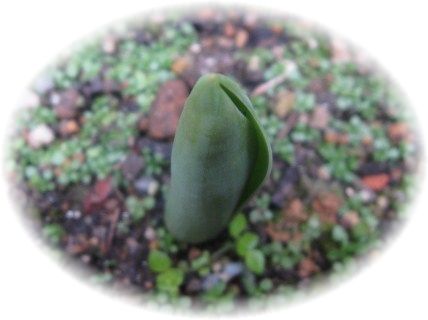 恋待蕾〜蕗の薹。