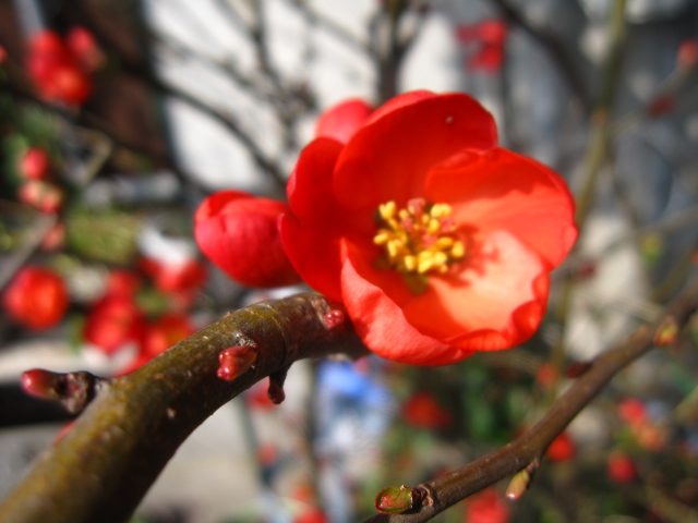 木瓜の花咲く頃。