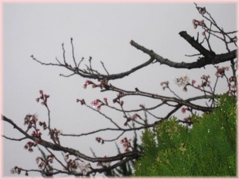 ◇桜日記◇雨色の空に彼岸桜。