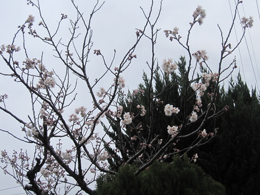 ◇桜日記◇　ひとはな、一花、彼...