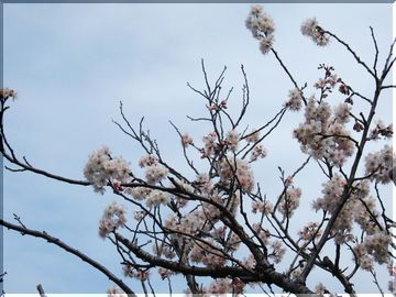 ◇桜日記◇　さく、咲く・・・彼...