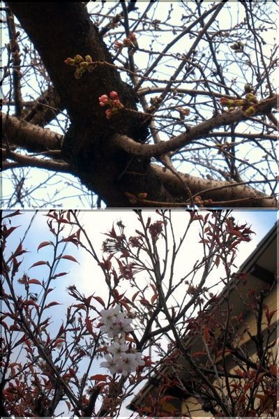 ◇桜日記◇　ふっくら薄紅蕾の染...