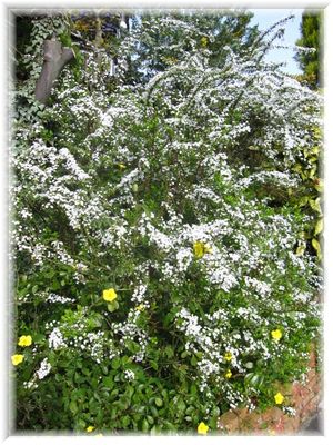 ふわふわな白い雪が降りつもる。